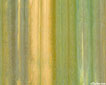 neutral stripe
